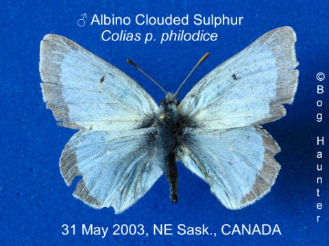 Colias philodice male ALBINO (Internet Image property of respective owner, non-commercial use only)